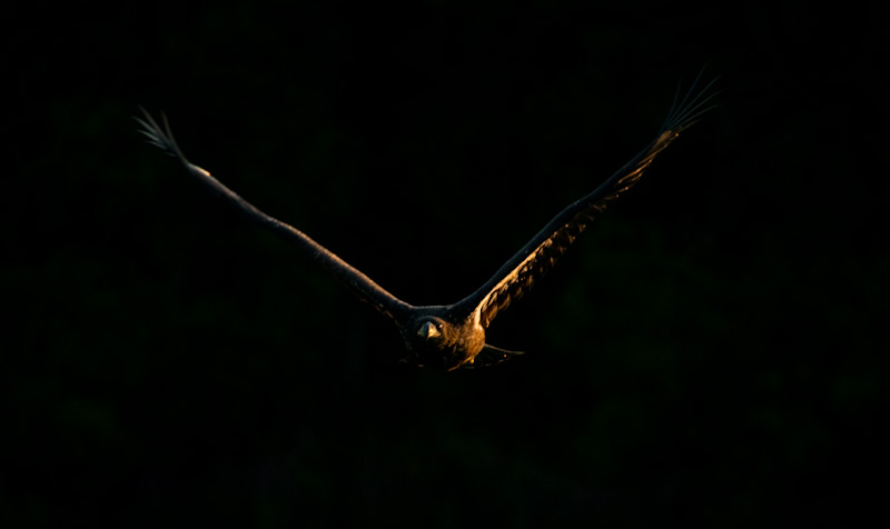 Juvenile Bald Eagle In Flight